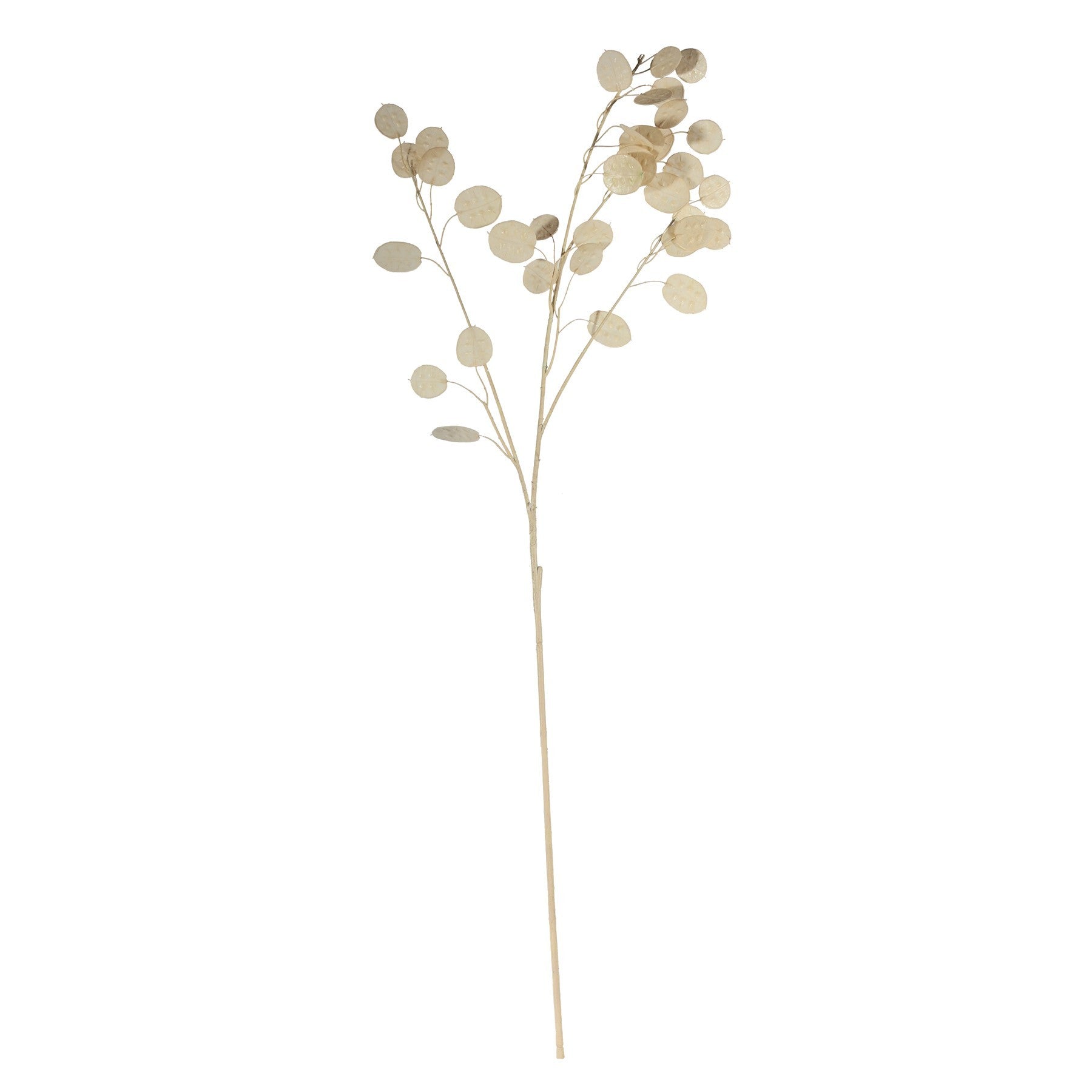 Silver Dollar (105cm)