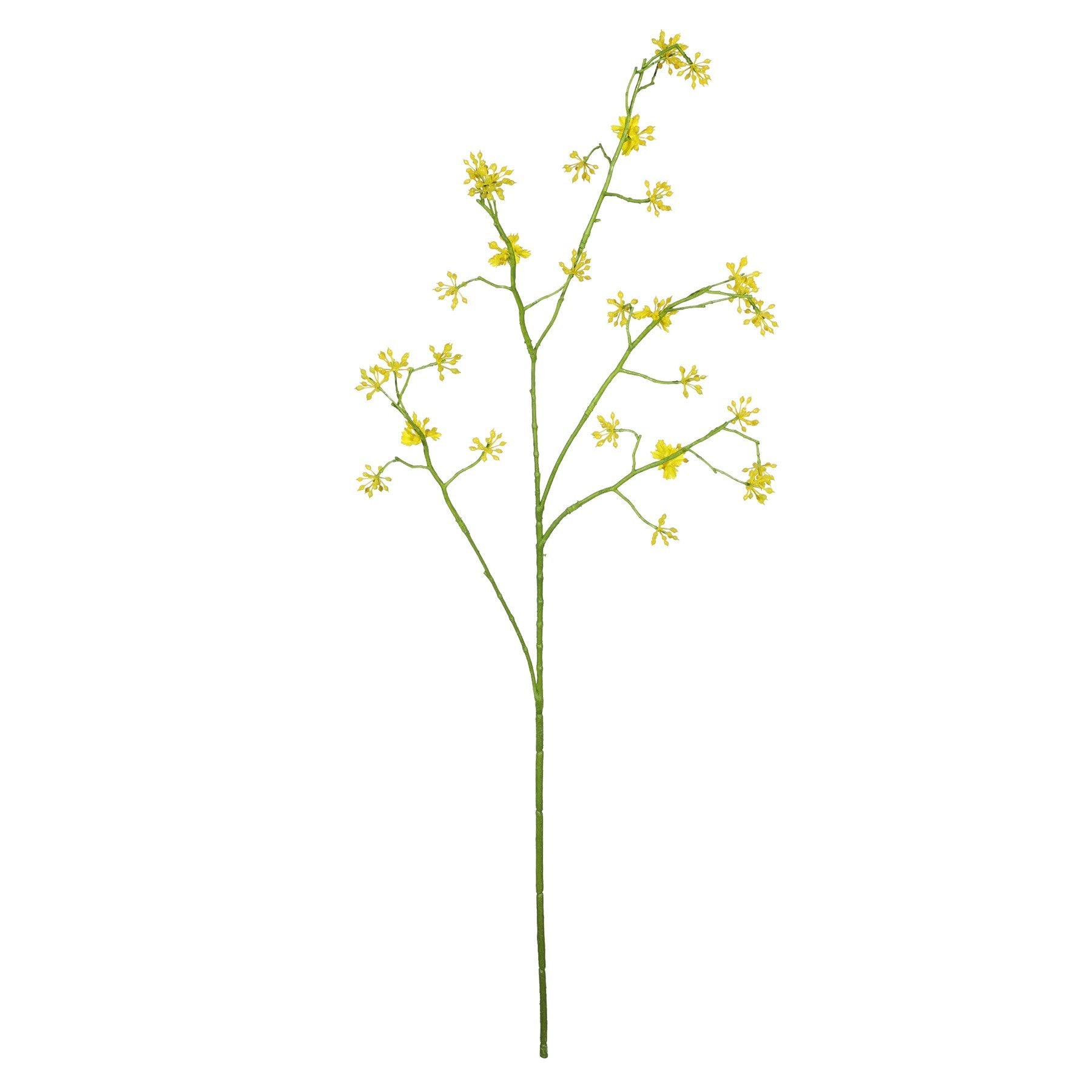 Cornus Mas Tree Flower Yellow (75cm)