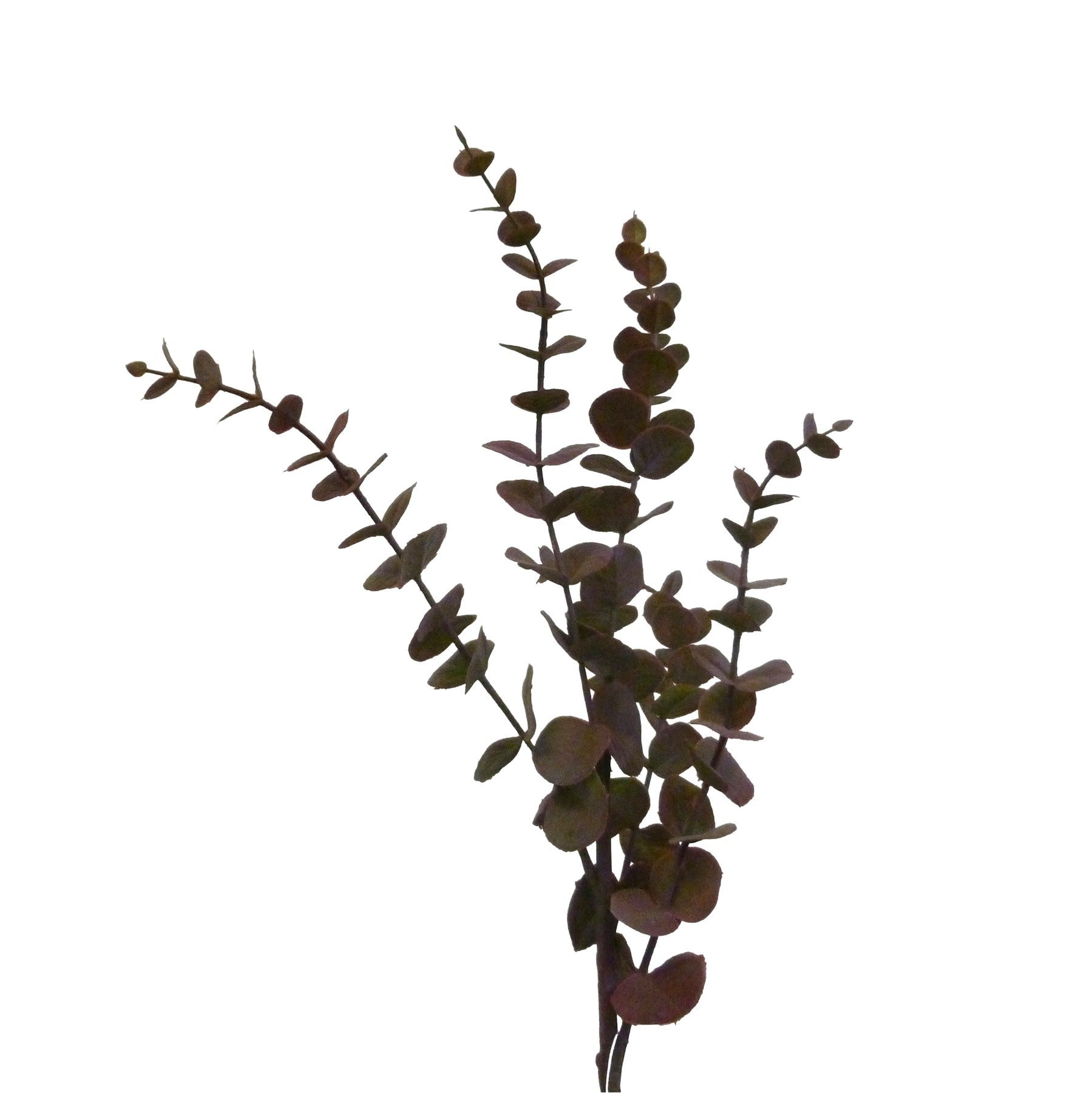 Purple Jade Eucalyptus (75cm)