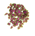 UV Pink/Green Coleus Bush (54cm)