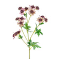 Pink Meadow Astrantia (66cm)