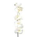 Cream Eternity Orchid