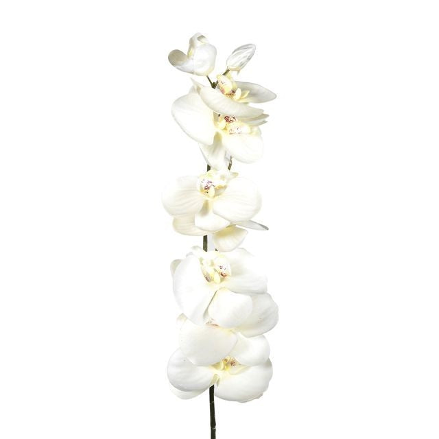 Cream Eternity Orchid