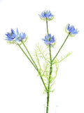 Blue Nigella Spray (57cm)