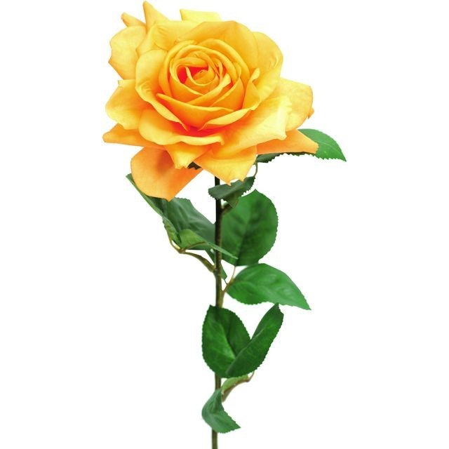Orange Pippa Rose Open (68cm)