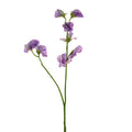 Sweetpea Stem Lilac