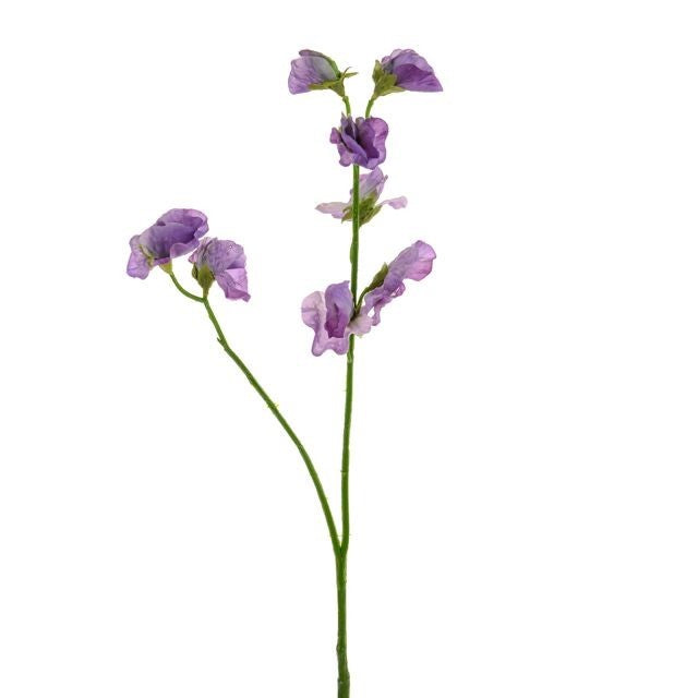 Sweetpea Stem Lilac