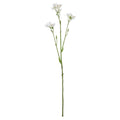 White Belamcanda Chinensis Spray (60cm)