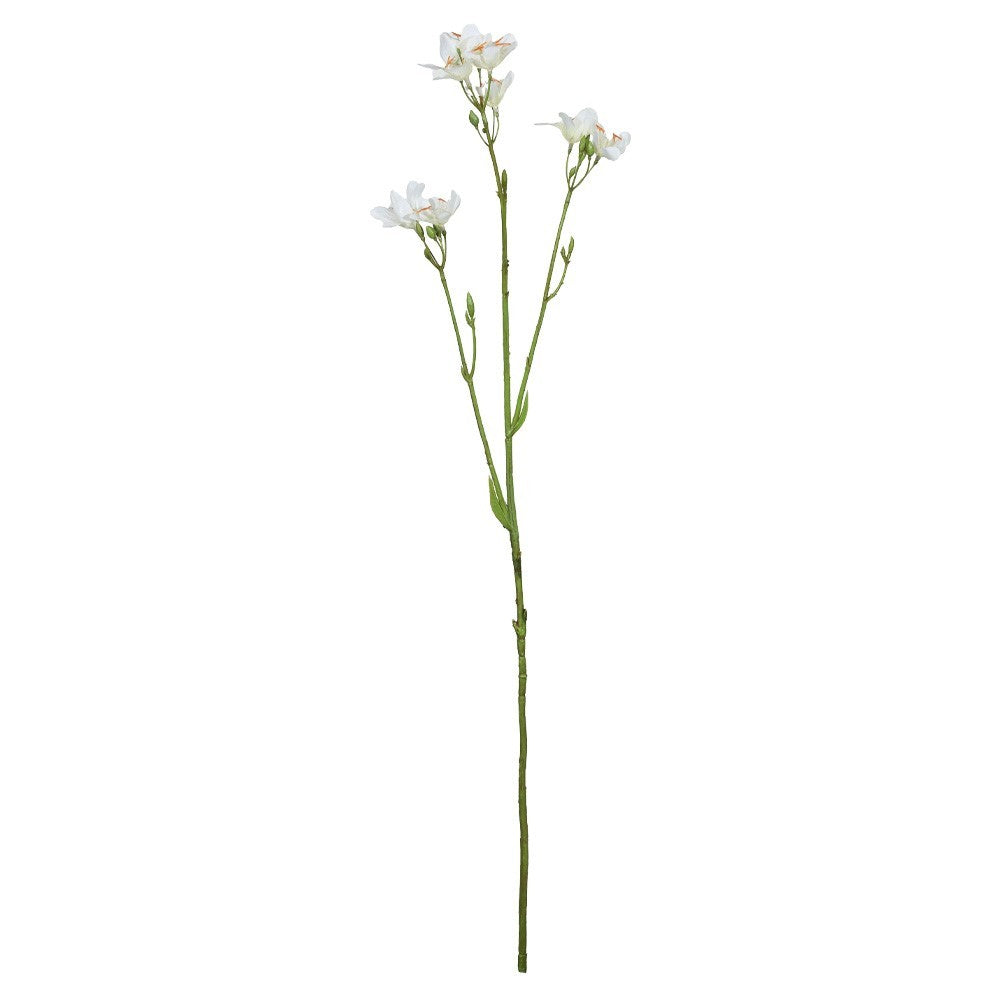 White Belamcanda Chinensis Spray (60cm)