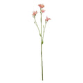 Light Pink Belamcanda Chinensis Spray (60cm)