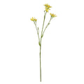 Yellow Belamcanda Chinensis Spray (60cm)