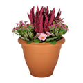 Pink Primula &amp; Erica Patio Planter
