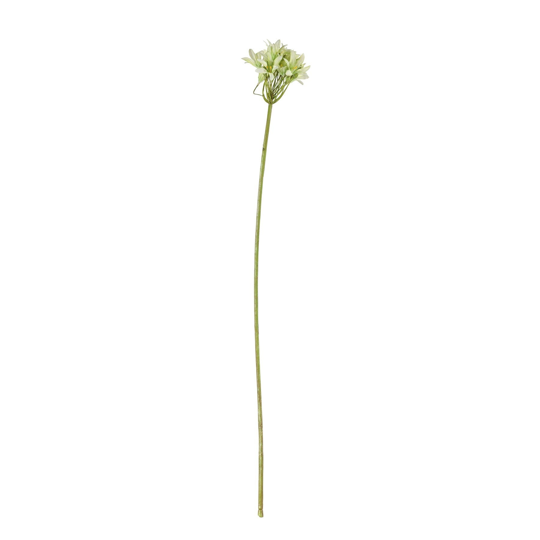 Green Agapanthus Stem (77cm)