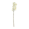 Cream Cymbidium Orchid Spray (80cm)