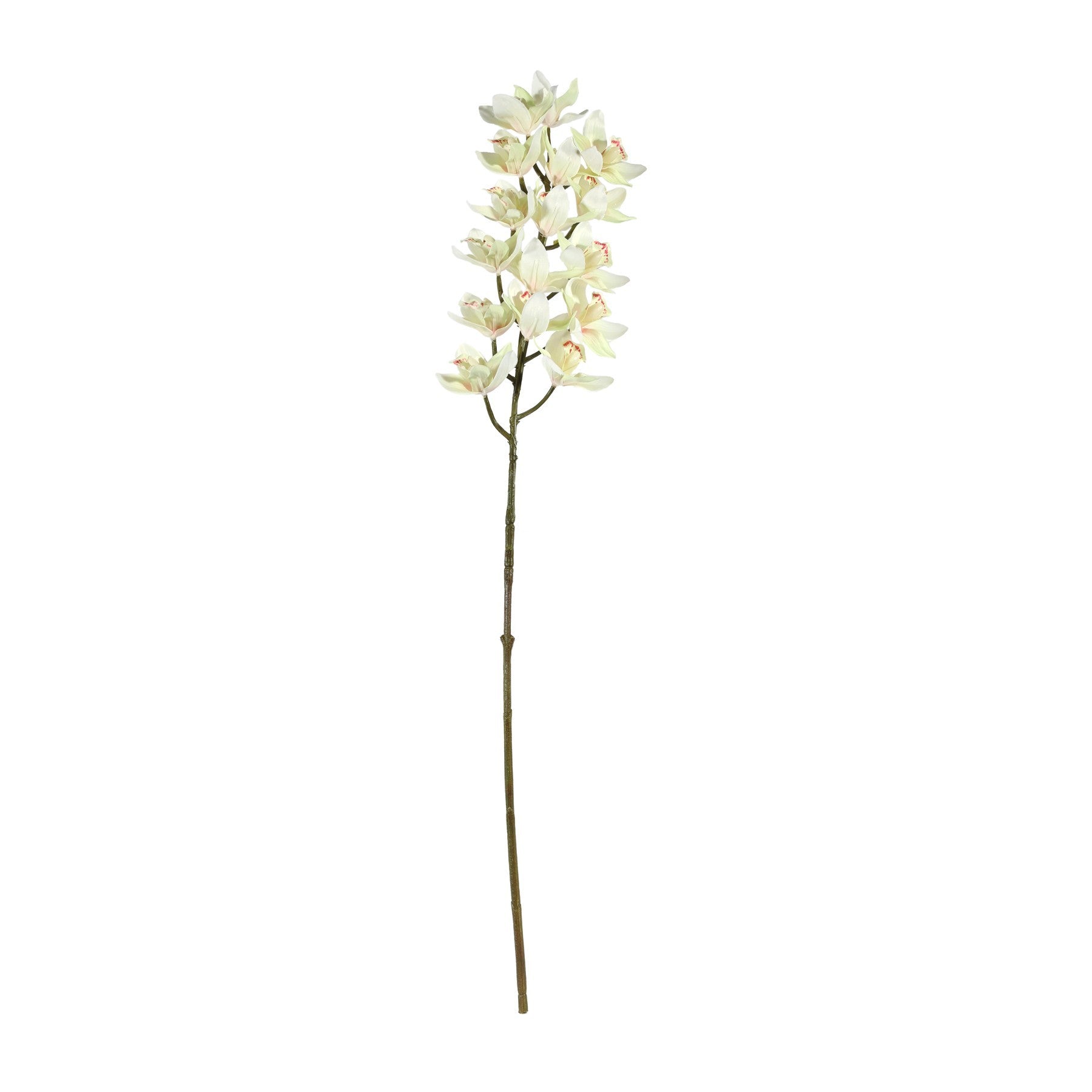 Cream Cymbidium Orchid Spray (80cm)