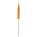 Orange Single Foxtail Lily (109cm)