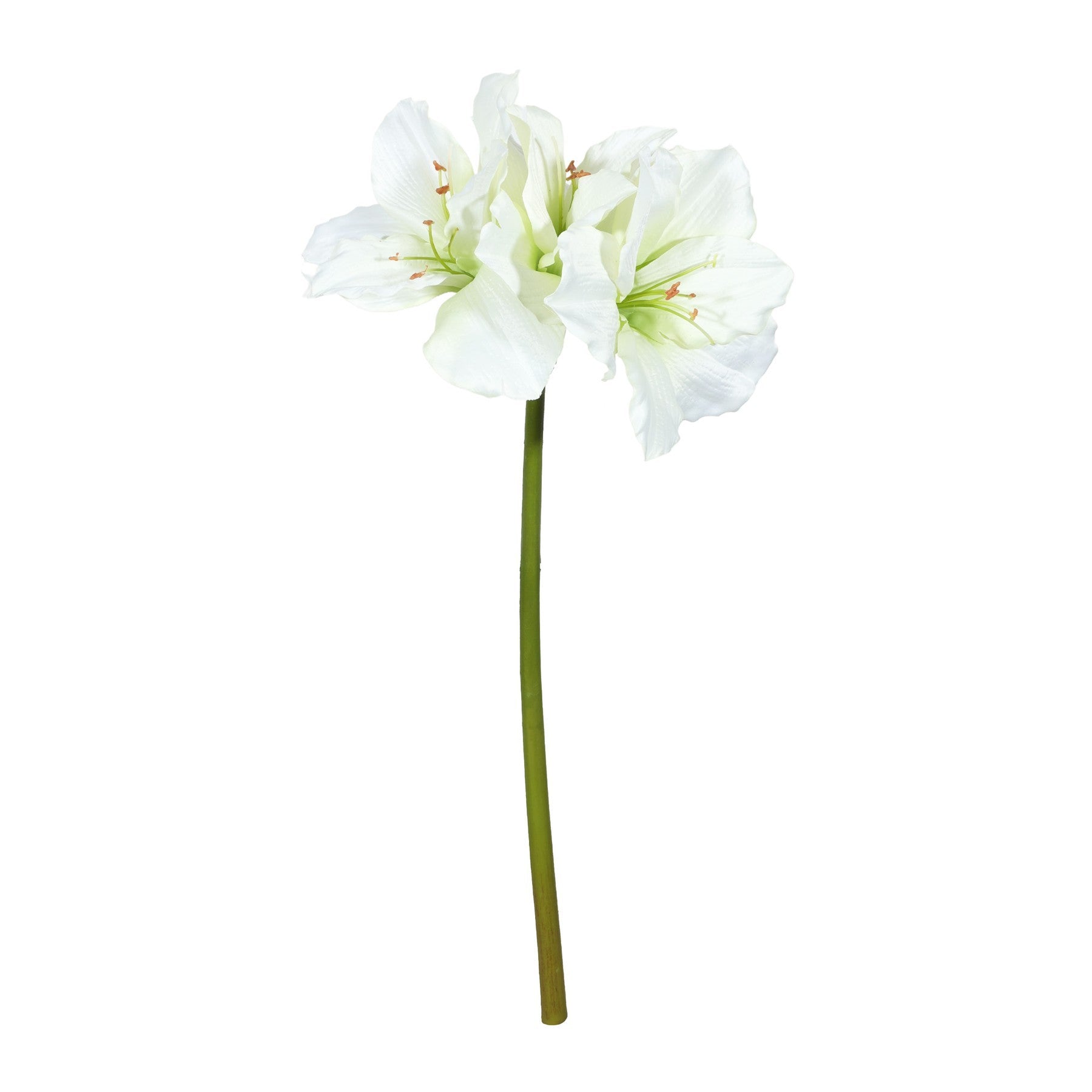 Hippeastrum Spray Cream x 3 (83cm)