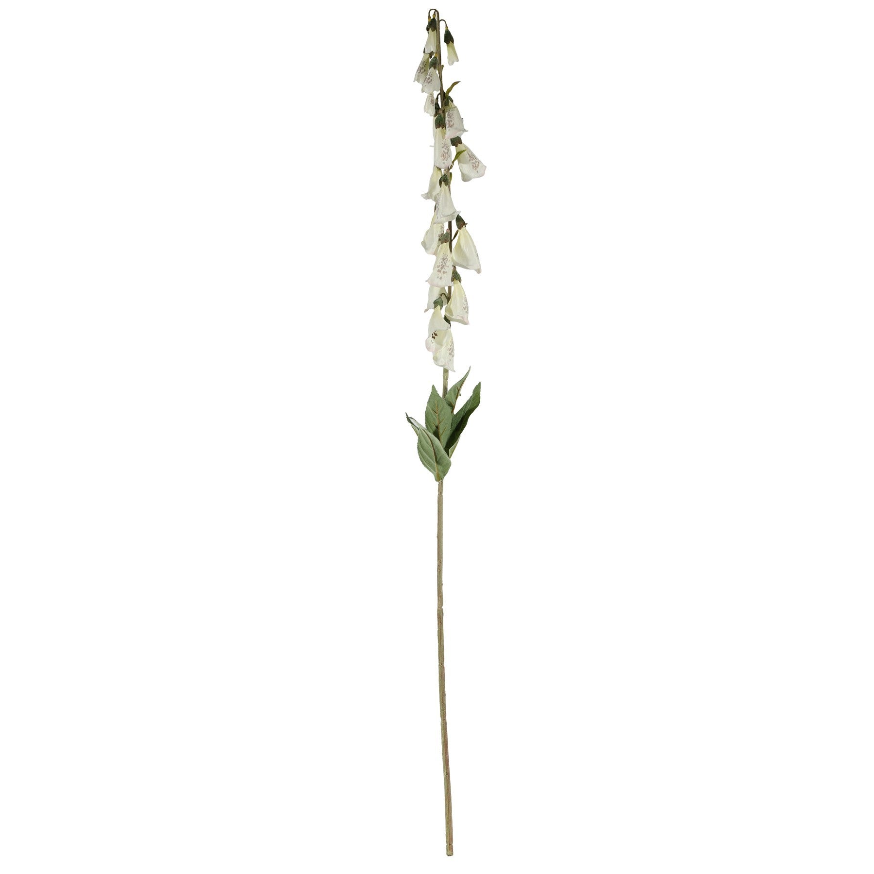Digitalis Spray Cream (107cm)