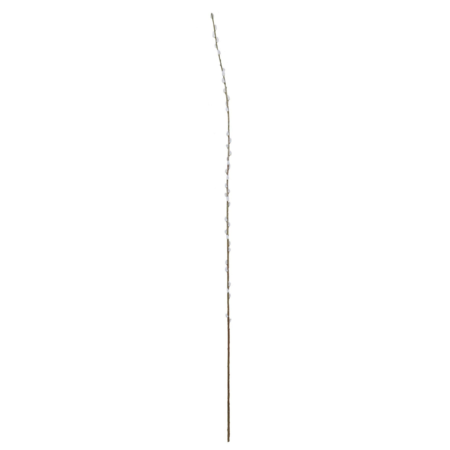 White Single Salix (182cm)