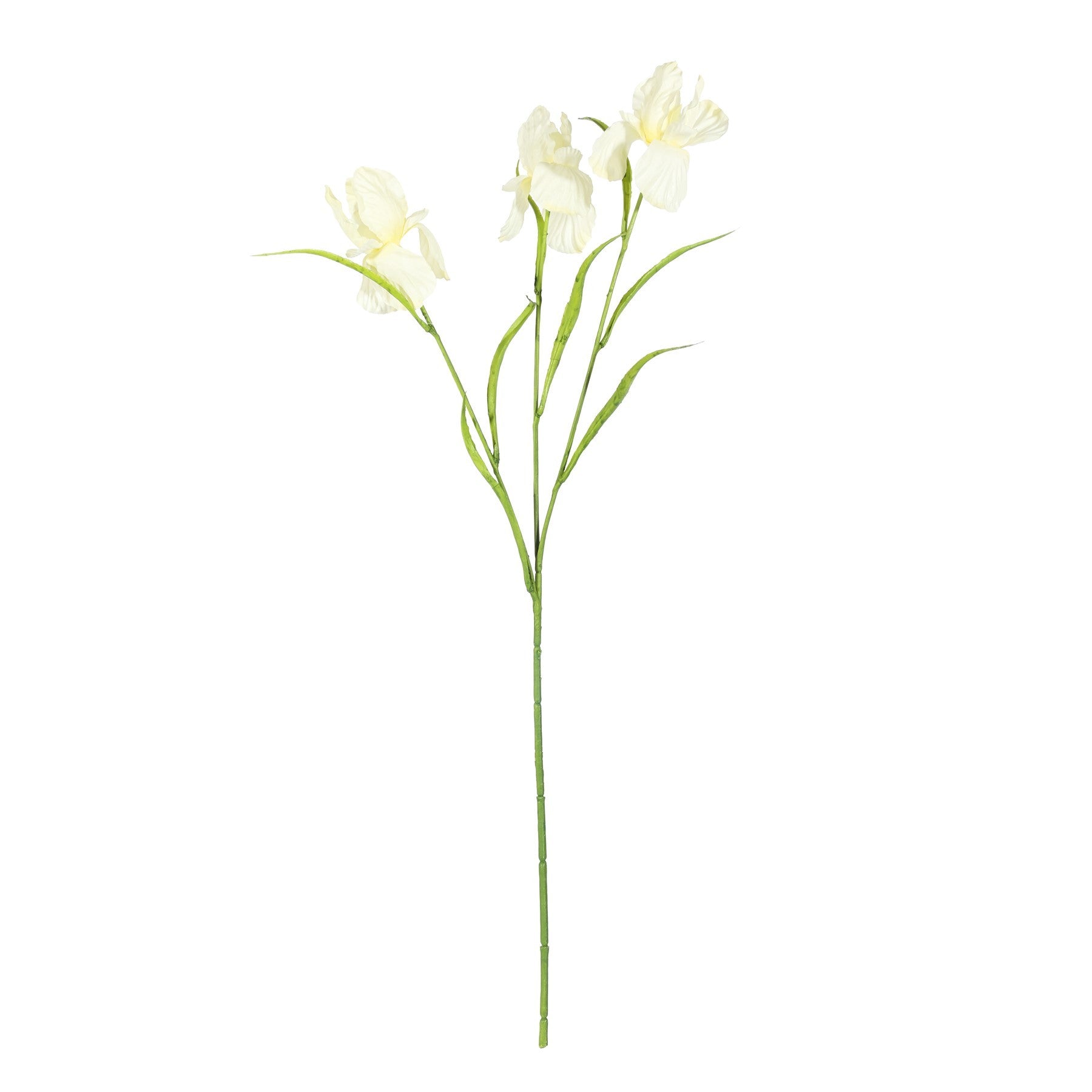 Yellow Iris Spray (60cm)
