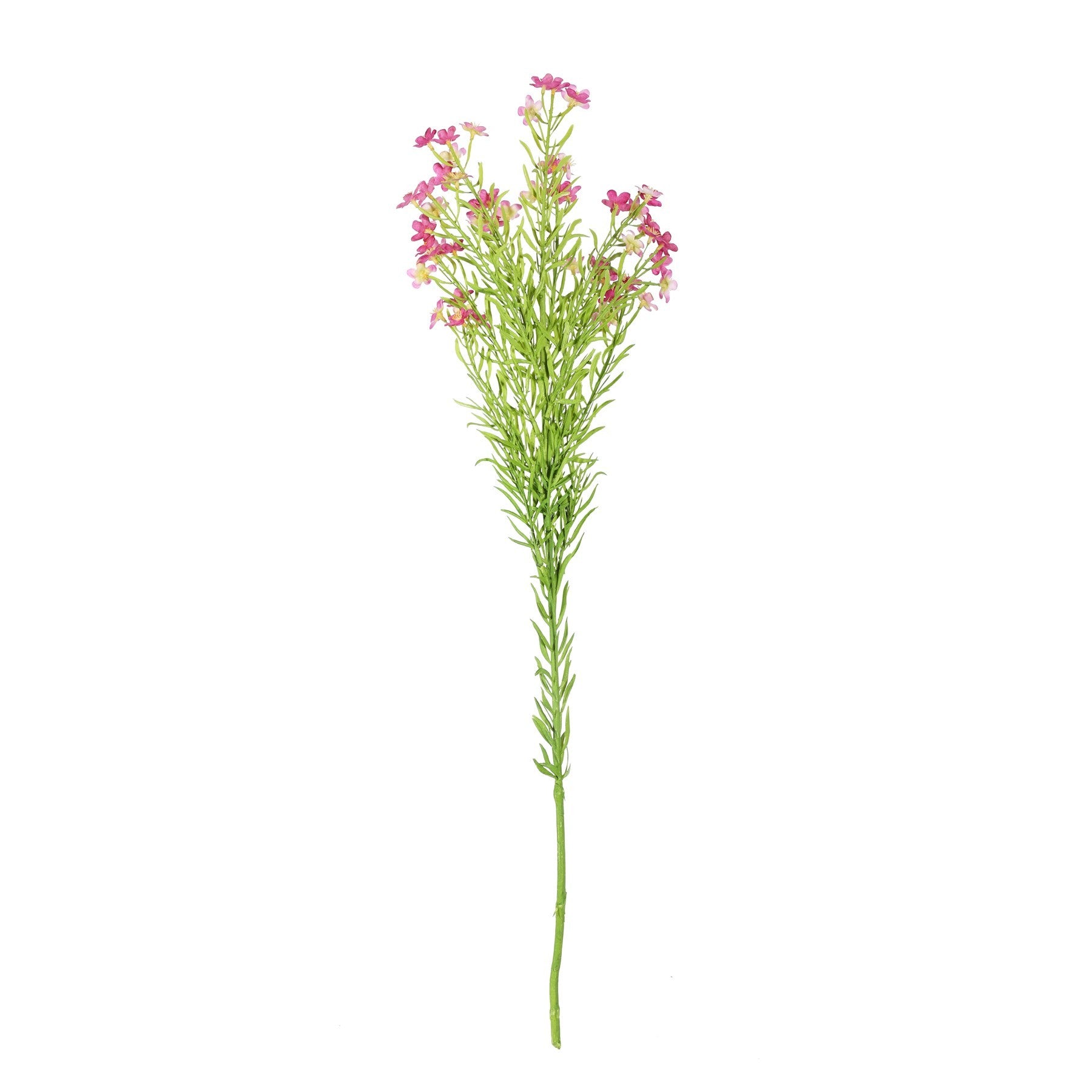 Dark Pink Waxflower (68cm)