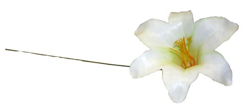 White Harissi Lily Pick (x100)