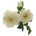 Three Peony  Cream 82cm
