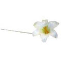 White Harissi Lily (x100)