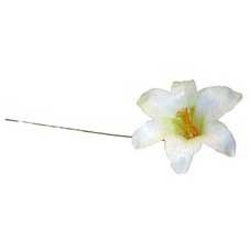 White Harissi Lily (x100)