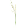 Dancing Orchid White