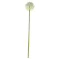 76cm Single Allium Cream &amp; White