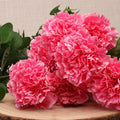 Carnation Bush Pink