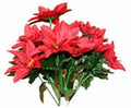 Red Poinsettia Bush (x12)