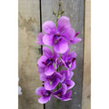 Pink Ascocenda Spray 28.5 inch